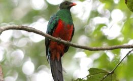 Peru Bird - Manu Park 14 dias