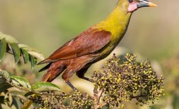 Peru Bird - Manu Park