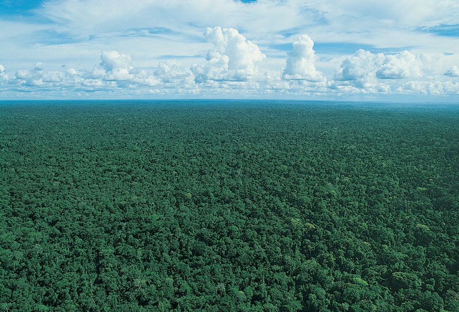 Selva del Perú: Un viaje inolvidable Vive 5 días de aventura en la Amazonía. Explora la selva primaria, cruza ríos, visita lagunas y presencia el espectáculo de cientos de guacamayos en la collpa. Un paraíso natural te espera.