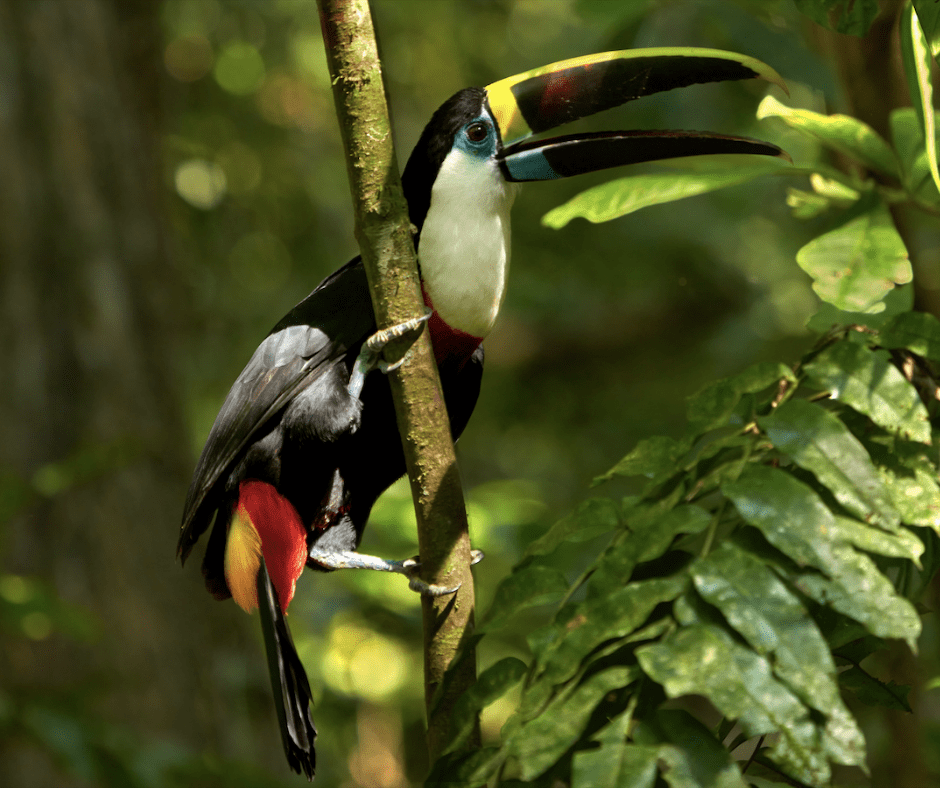 Peru Travel Amazon 5 dias