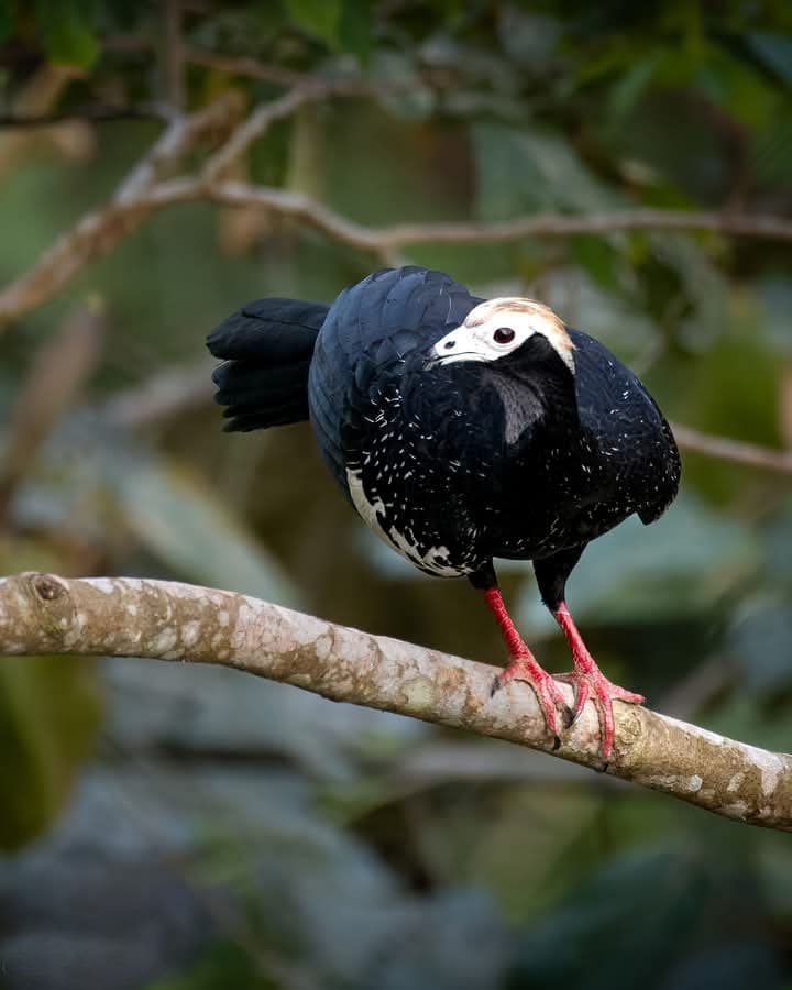 Rainforest Bird  Quincemil 6 dias