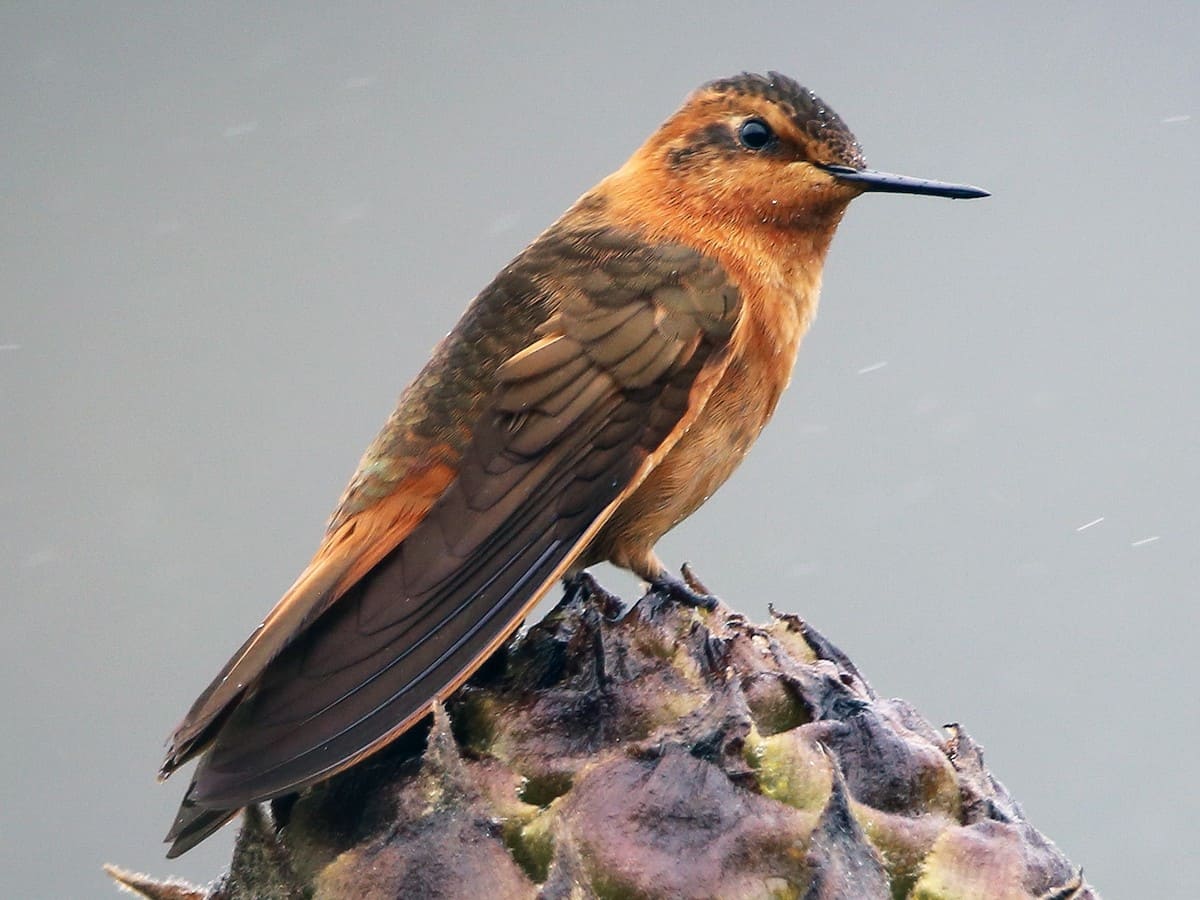 Rainforest Bird – Machu Picchu 5 dias