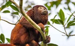 Tours Viajes Amazonia Peru (2)