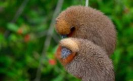 Tours Viajes Amazonia Peru