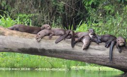 Tours Viajes Amazonia- Peru.