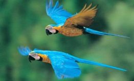 Tours Viajes Amazonia Peru.