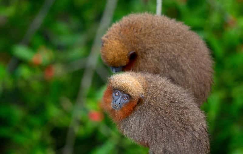 Tours Viajes Amazonia Peru