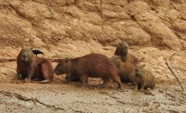 Viajes Peru Amazon Wildlife