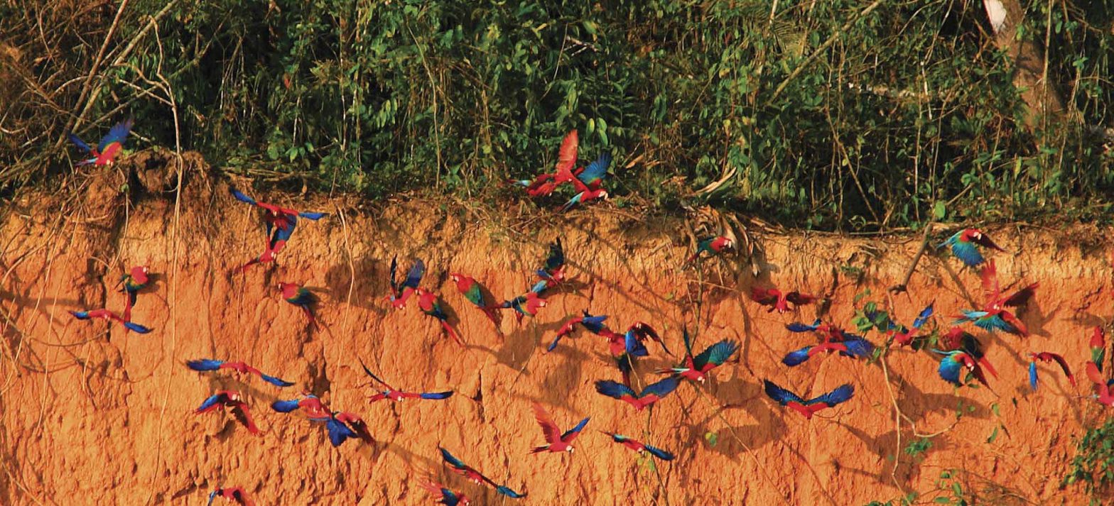 Viajes Peru Amazon Wildlife 8 dias