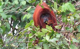 Viajes Peru Amazon Wildlife 8 dias.