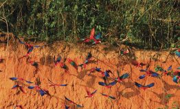 Viajes Peru Amazon Wildlife 8 dias