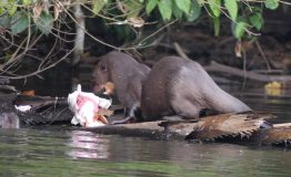 Viajes Peru- Amazon Wildlife 8 dias