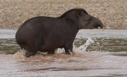 Viajes Peru- Amazon Wildlife- 8 dias