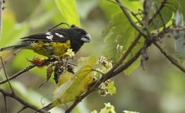 black-backed grosbeak