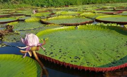Tour Amazonía Peruana 3 Días desde Iquitos