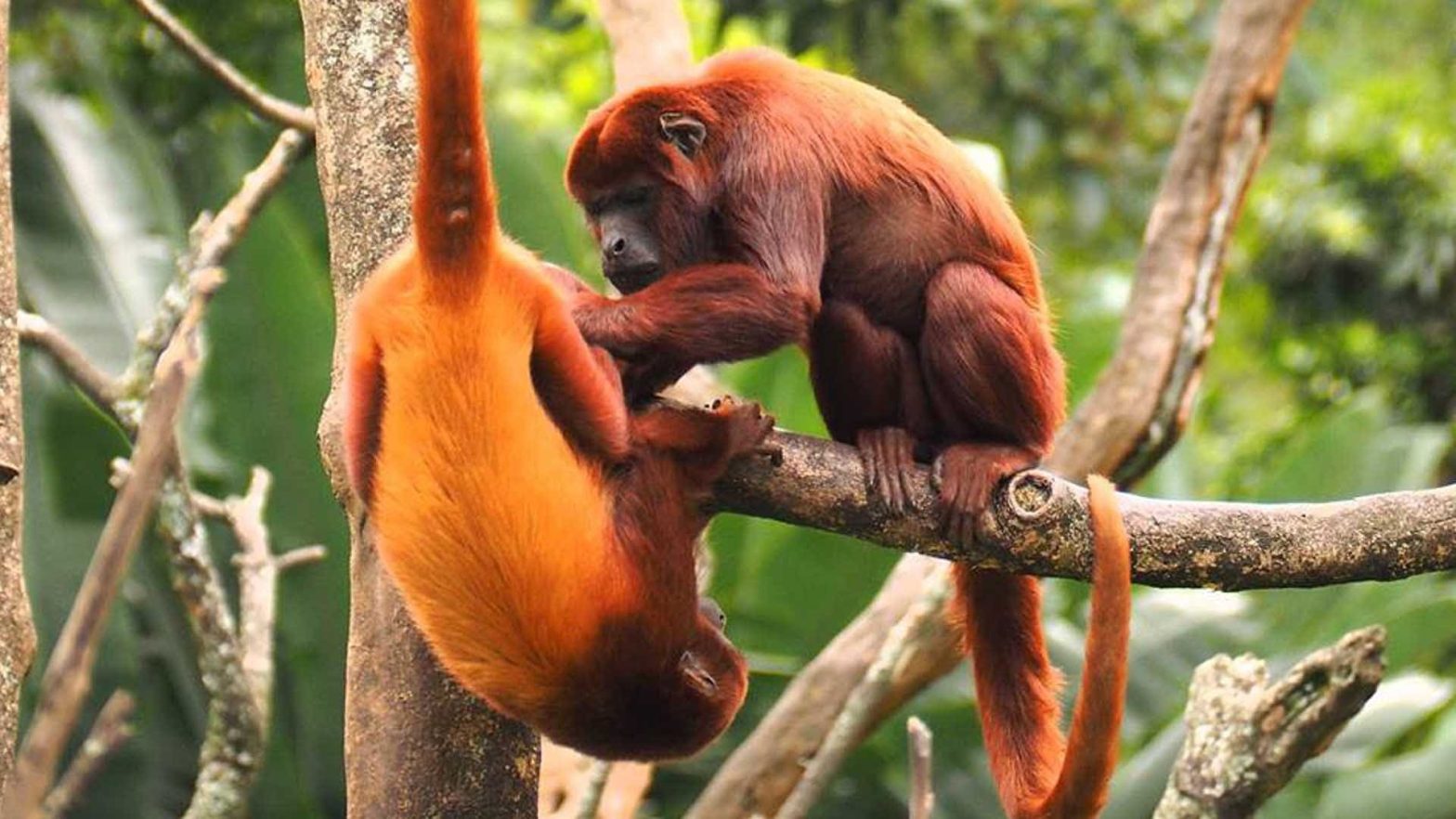 Peru Rainforest Manu Reserved  5 Days