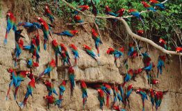 Nuestro guía- Parque Nacional Manu