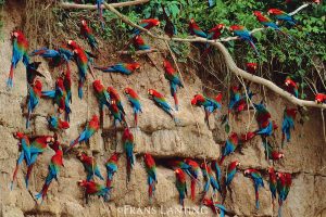 Aventura segura y enriquecedora: Viaja con guías capacitados y bilingües, comprometidos con tu seguridad y bienestar, mientras exploras los ecosistemas más diversos de la selva amazónica.