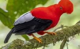 Nuestro guía Parque Nacional Manu