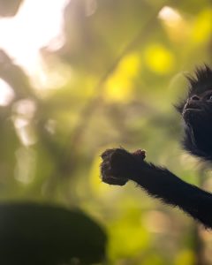Manu  Wildlife Center