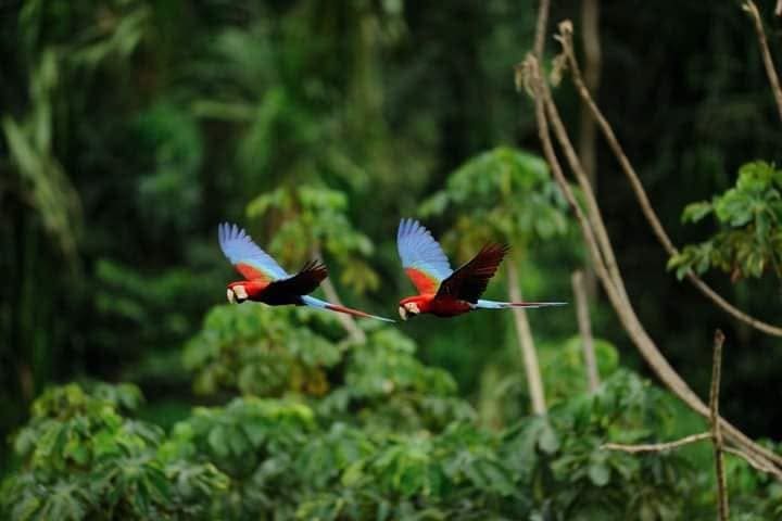 The Manu Wildlife Center 5 Days