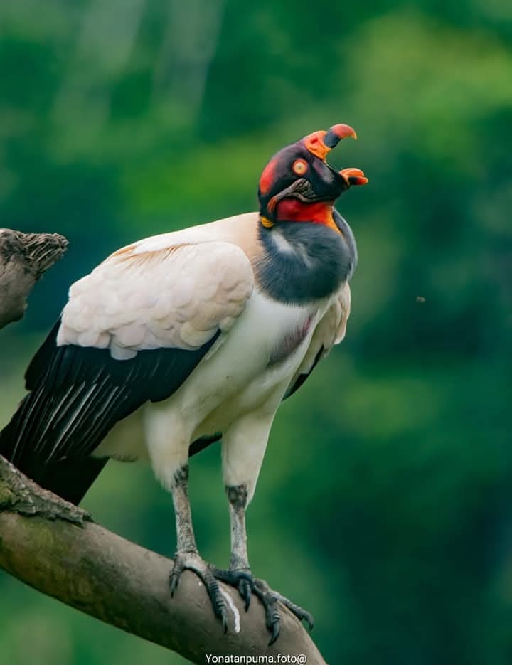 Birds of the Peruvian Amazon