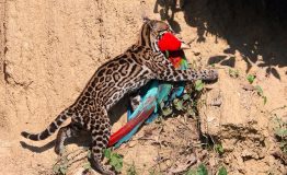 In Amazon Photography Peru 6 days