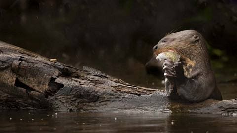 Peruvian Jungle Tours 5 Dias