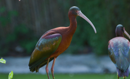 The Birdwatching Peru Amazon