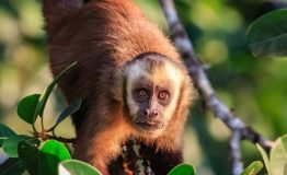 Manu Tour Peru 2 dias