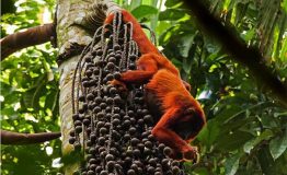 Tour de Fotografia en la Amazonia Peruana