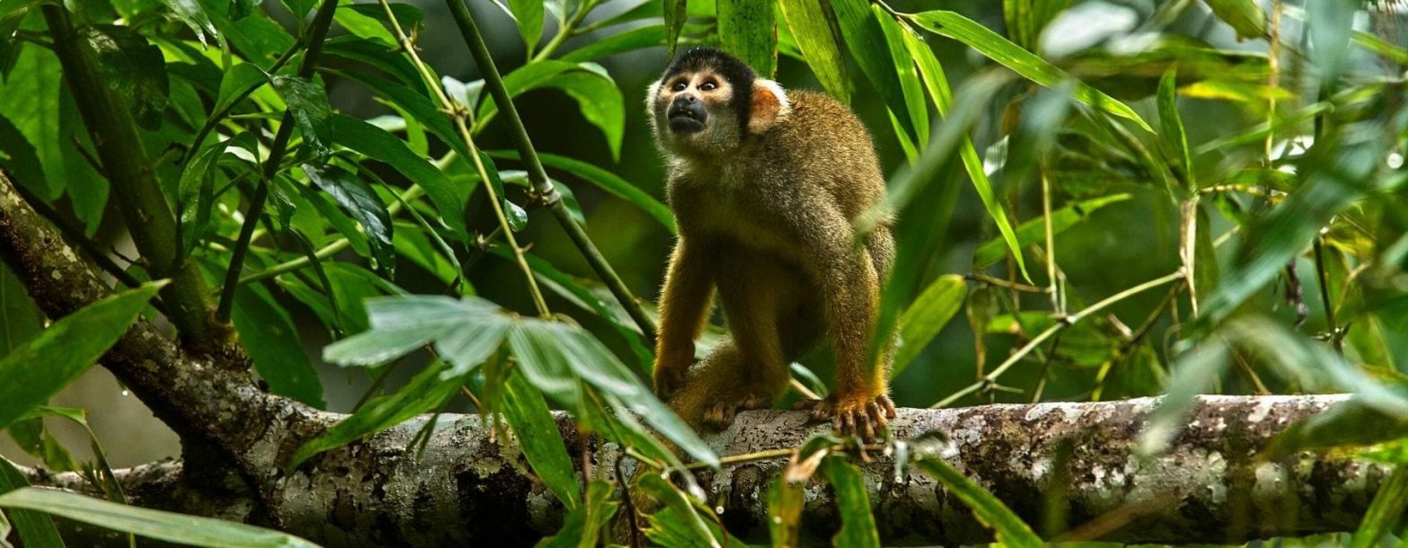 Best Jungle Tour Peru 4 days