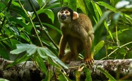 Best Jungle Tour Peru