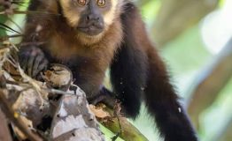 Descubrimiento de Vida Silvestre en Manu El Mono Capuchino