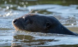 Manu National Park Peru