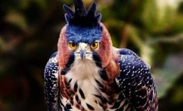 Observación de Aves Amazonía