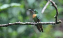 Observación de aves en Manu
