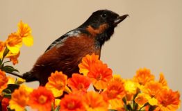 CUSCO PUERTO MALDONADO BIRD WATCHING (2)