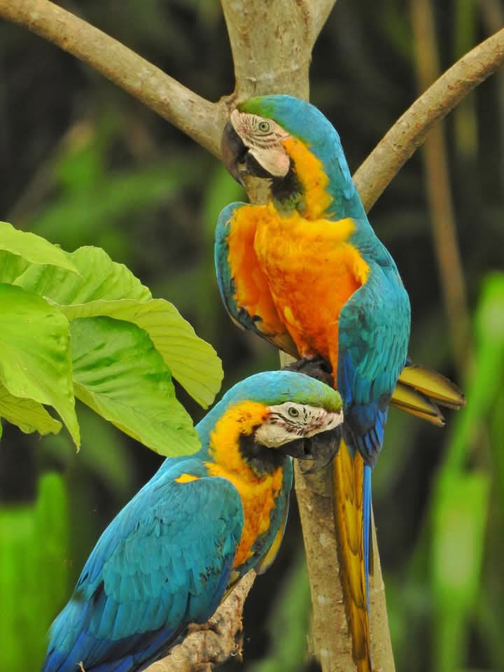 Cusco Puerto Maldonado Observación de Aves