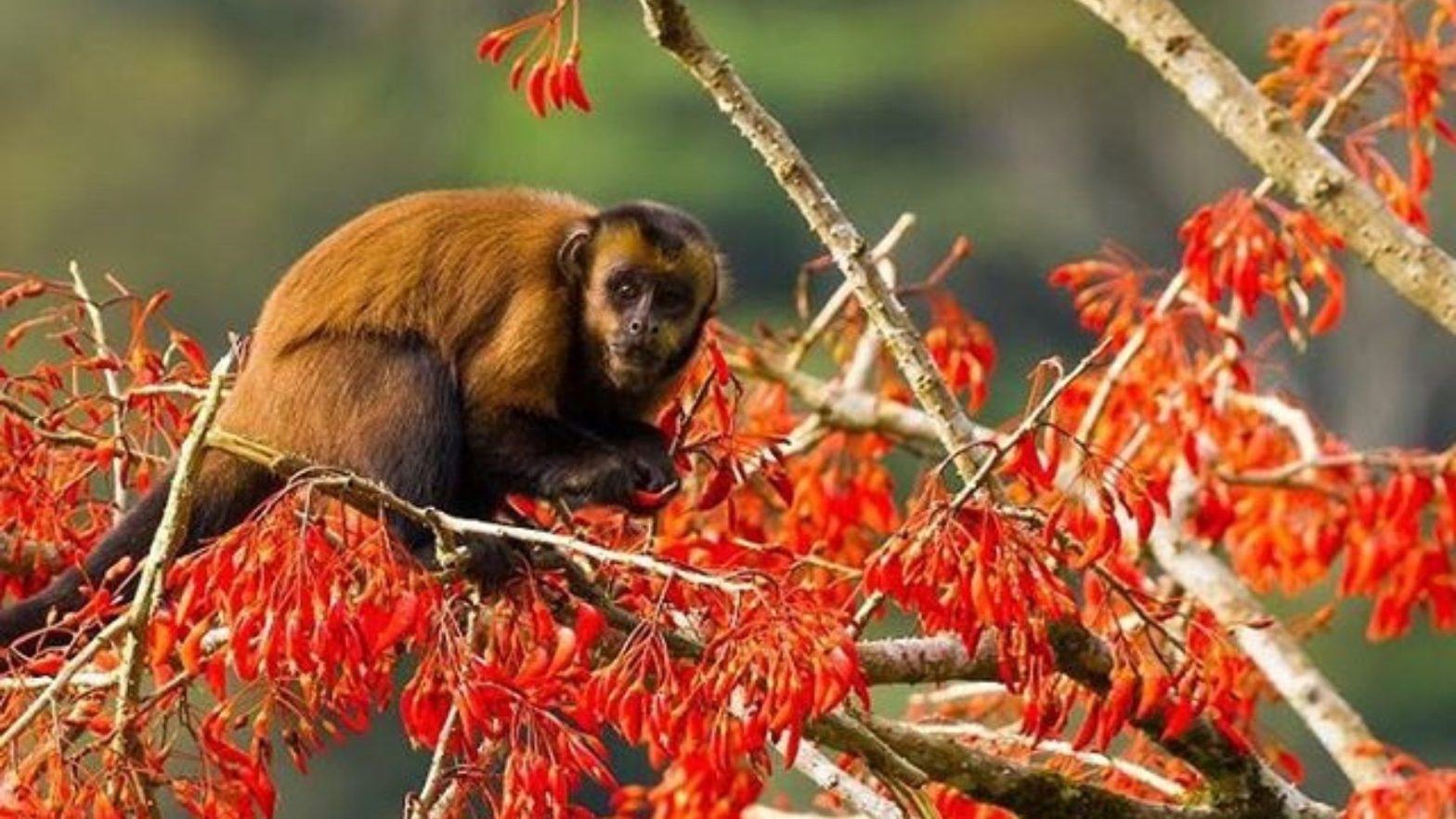 Wild Peru Travel 2 days