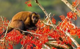 Wild Peru Travel 2 days