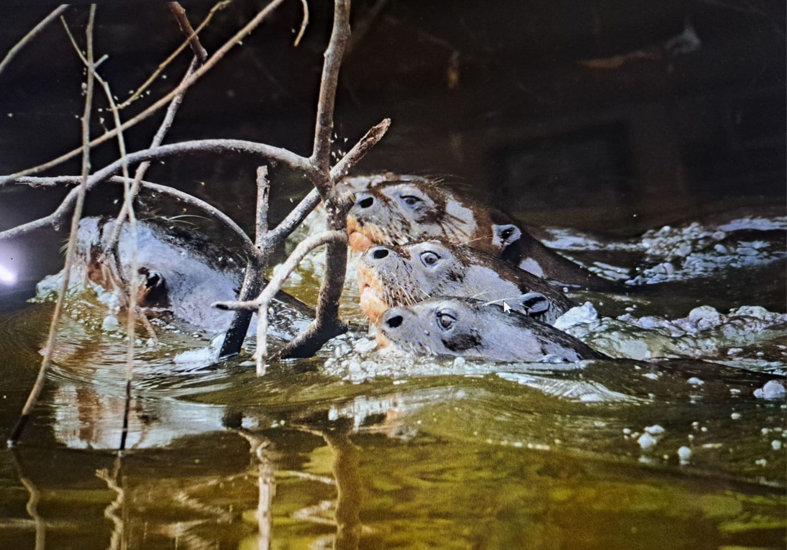 Birdwatching y Fotografía de Aves Tambopata  4 Dias