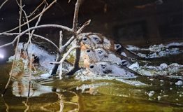 Birdwatching y Fotografía de Aves Tambopata  4 Dias