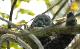 Expedicion en Amazonia Peru 5 dias