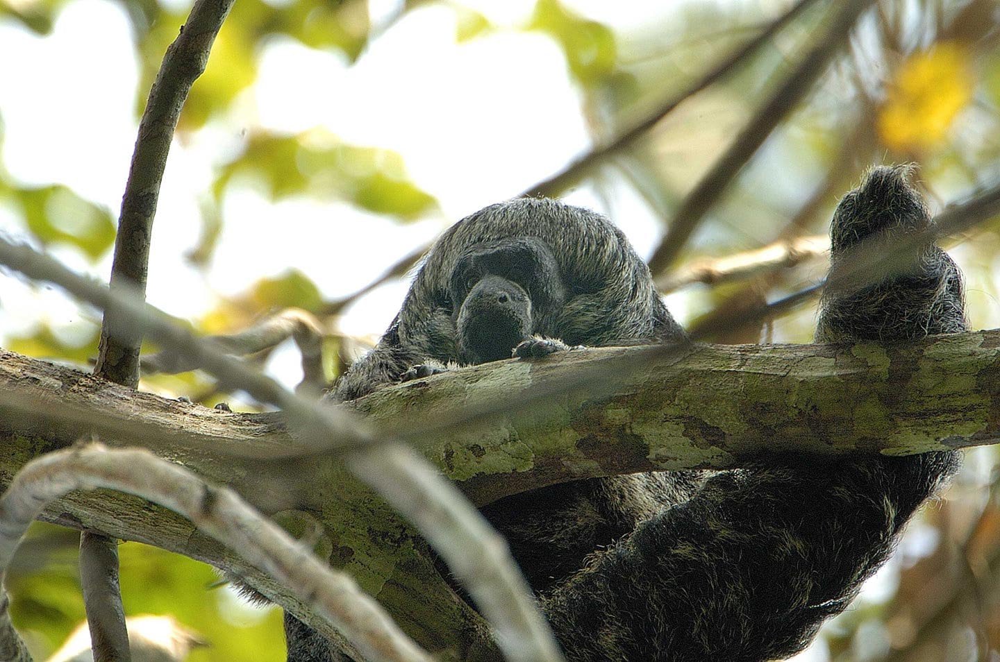 Expedicion en Amazonia Peru  5 dias
