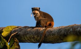 Peru Amazon Tours 3 Dias
