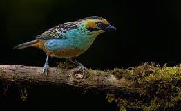 Birdwatching Peru