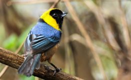 Observacion Aves Peru