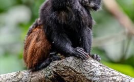 Peru Amazon Tours 3 Dias