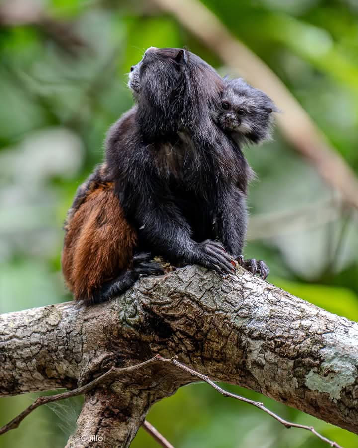 Peru Amazon Tours 3 Dias